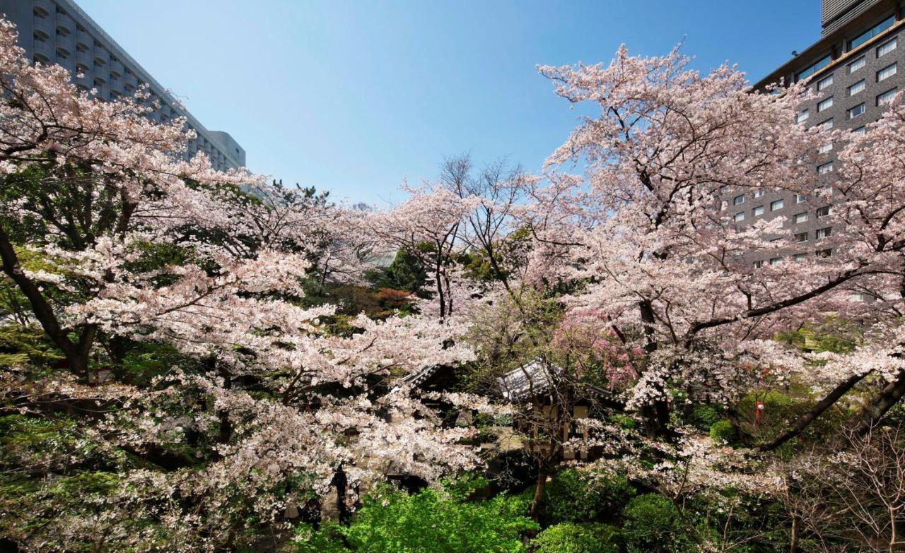 高轮大王子酒店 東京都 外观 照片 Cherry blossoms at the campus