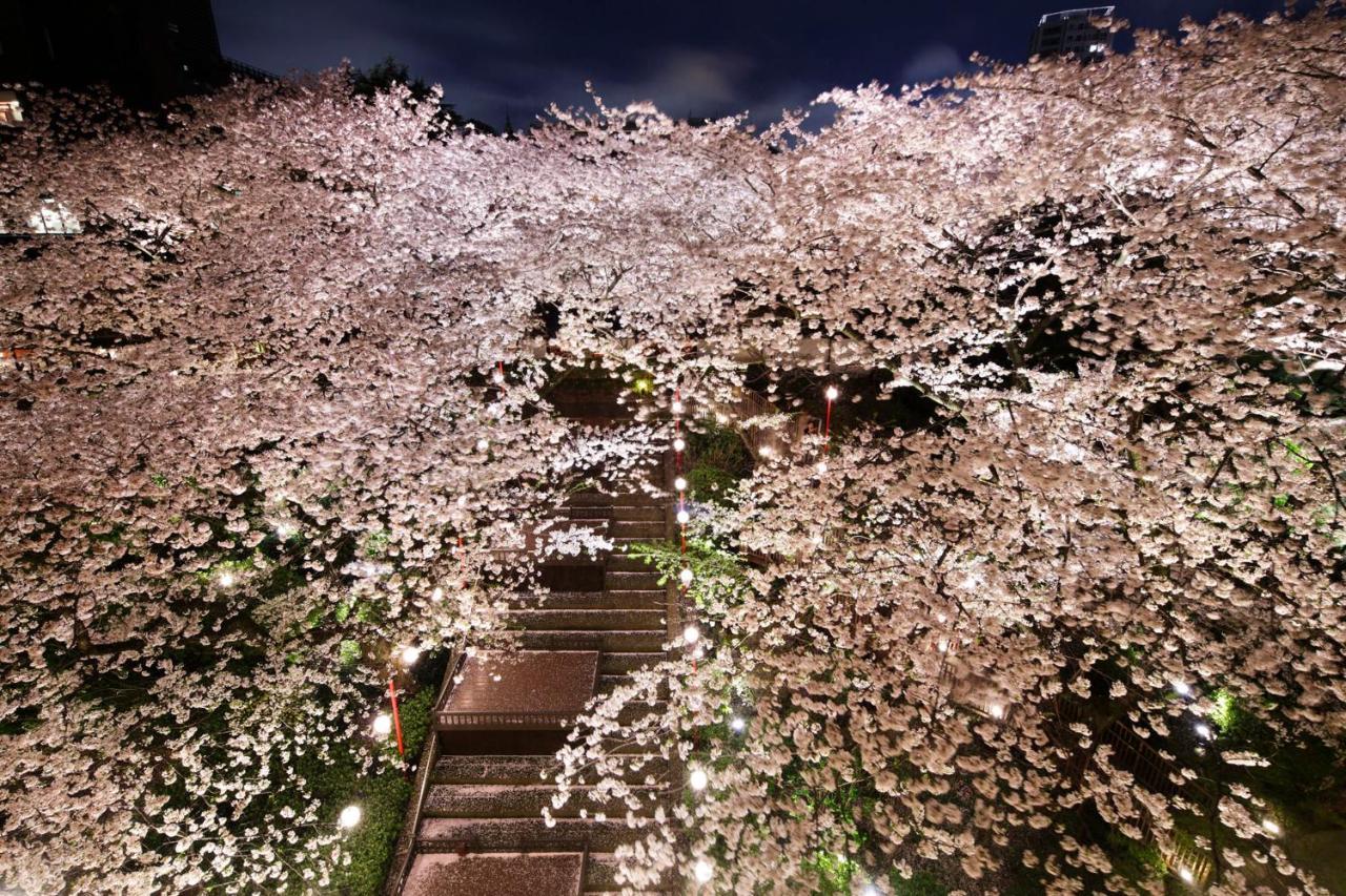 高轮大王子酒店 東京都 外观 照片 Cherry blossoms at night